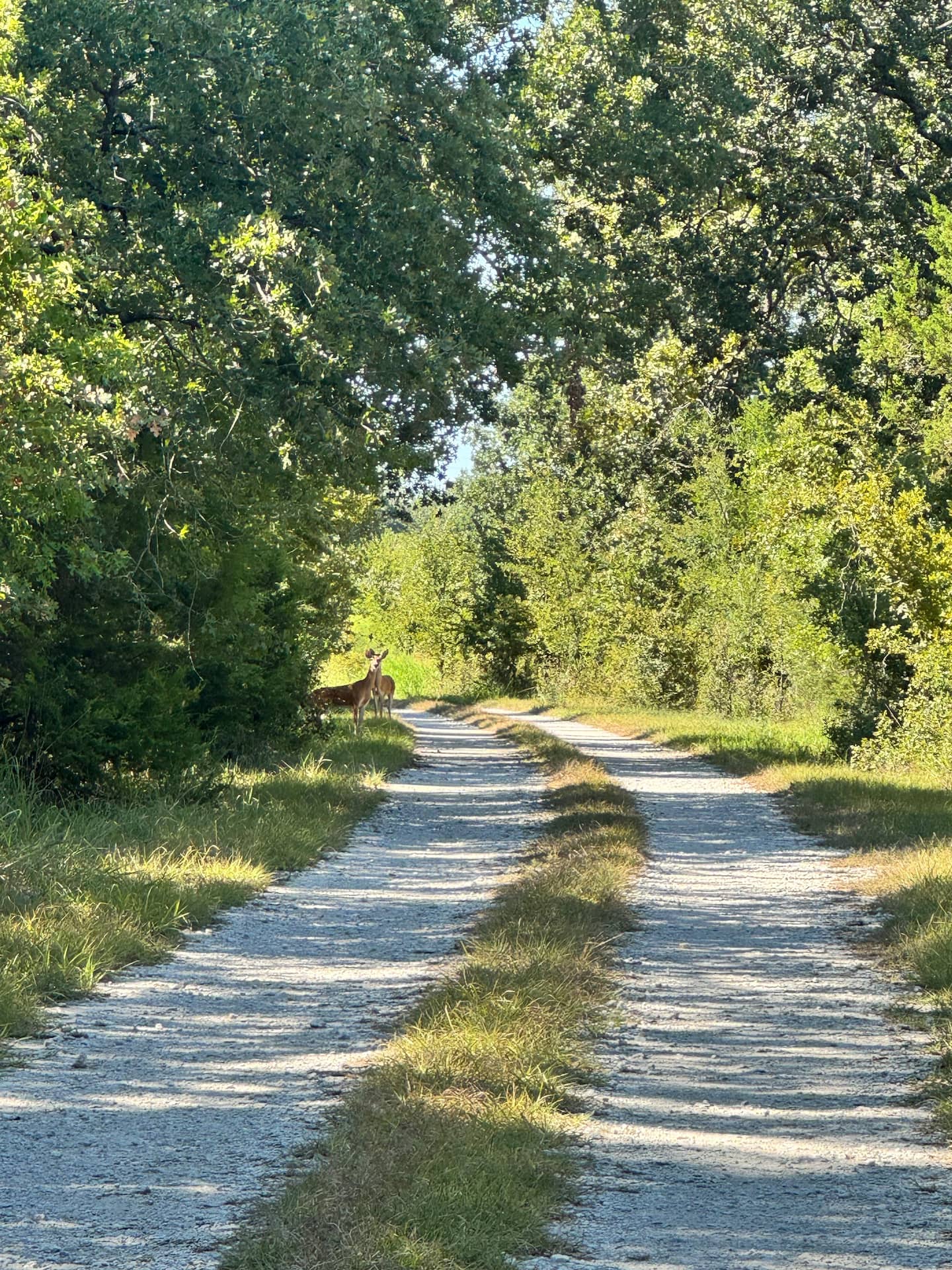 A deer on the private gravel trail winding through the oaks