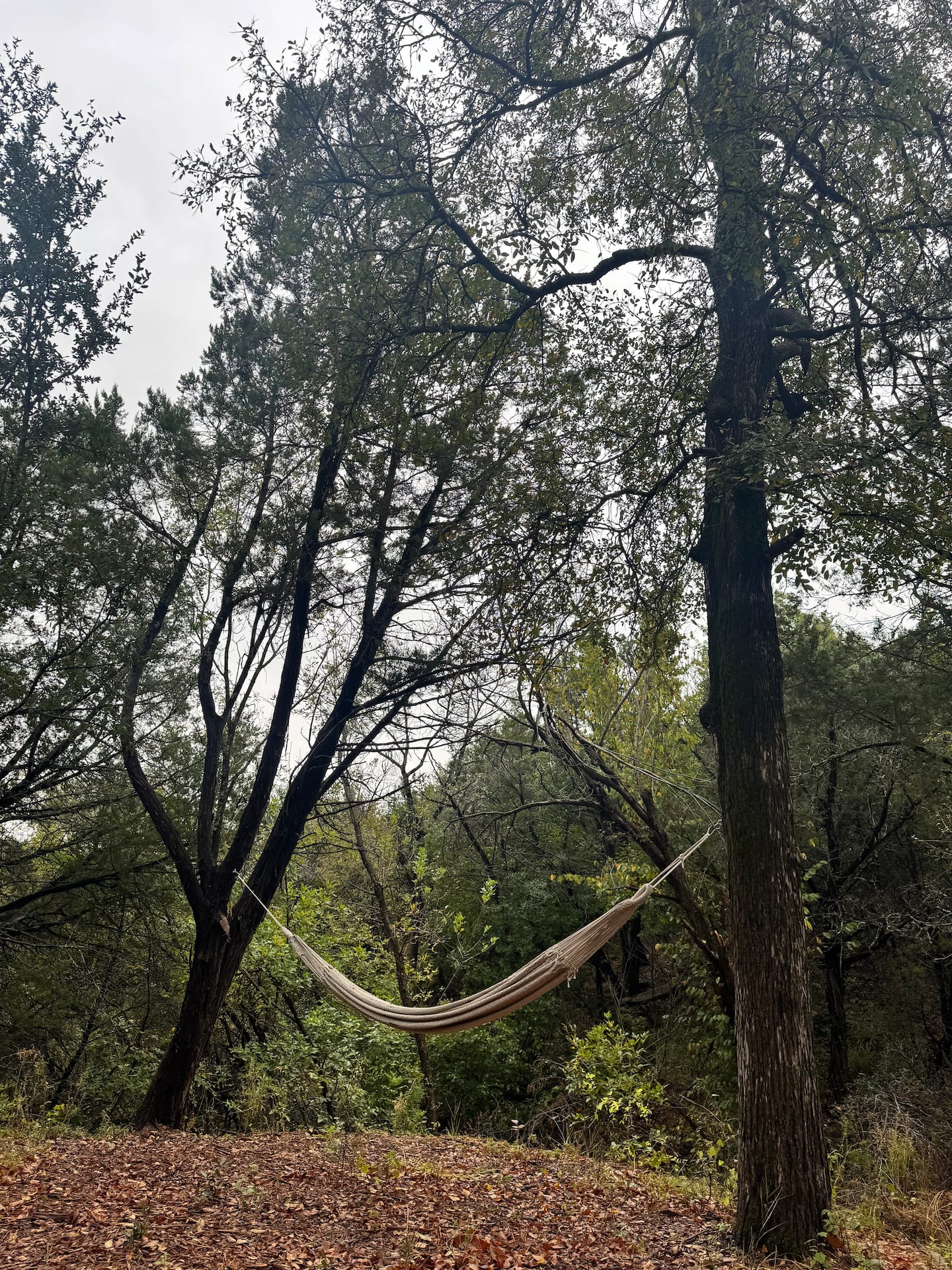Hammock among the trees